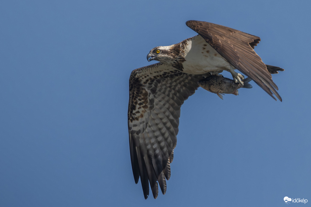 Amikor az ezüstkárász repülni tanul és a halászsas segít neki...