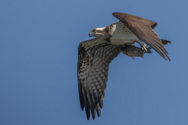Amikor az ezüstkárász repülni tanul és a halászsas segít neki...