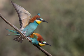 Berepülés