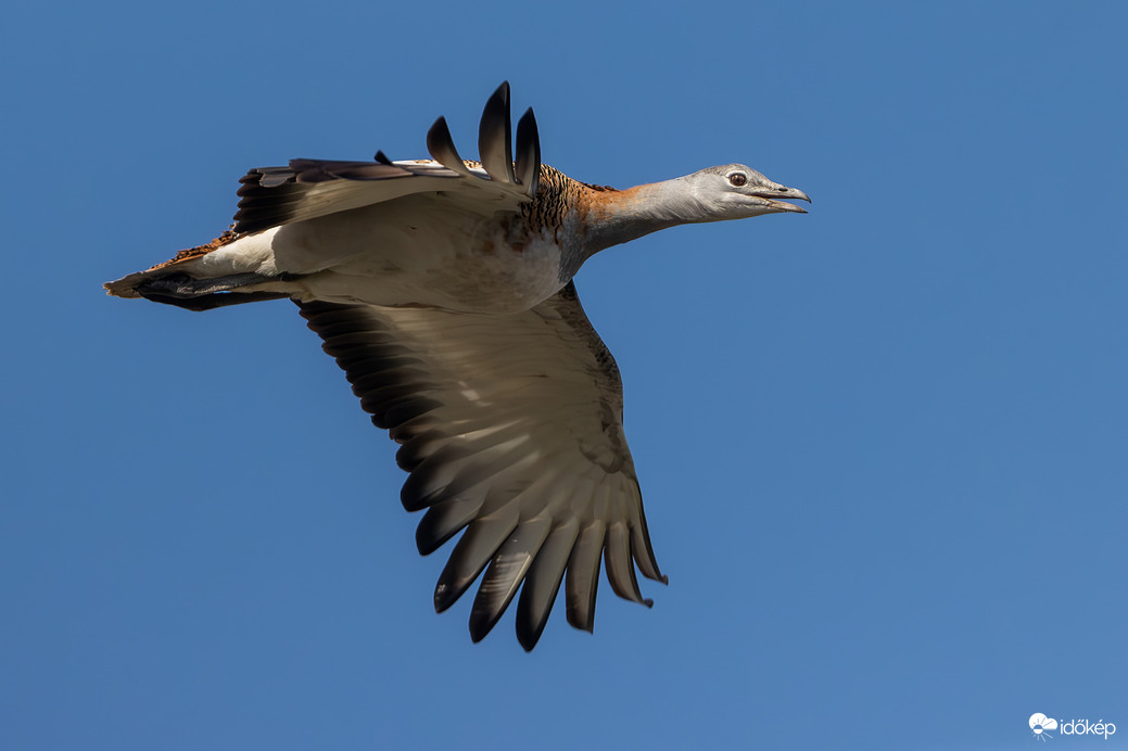 A legnagyobb suhanó