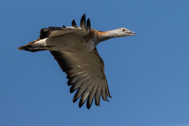 A legnagyobb suhanó