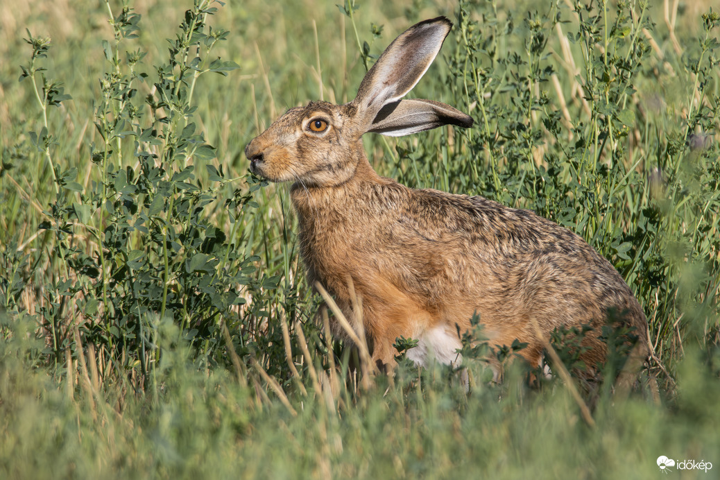 Az idén közös megegyezéssel közvetlenül a gyártó szállítja ki a tojásokat és így én nyugottan falatozhatok tovább... Kellemes húsvéti ünnepeket kívánok!