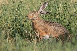 Az idén közös megegyezéssel közvetlenül a gyártó szállítja ki a tojásokat és így én nyugottan falatozhatok tovább... Kellemes húsvéti ünnepeket kívánok!