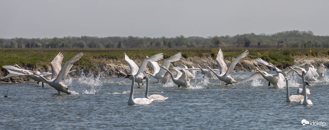 Cygnus Olor Szuper Kupa