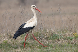 Aki szép az szép...