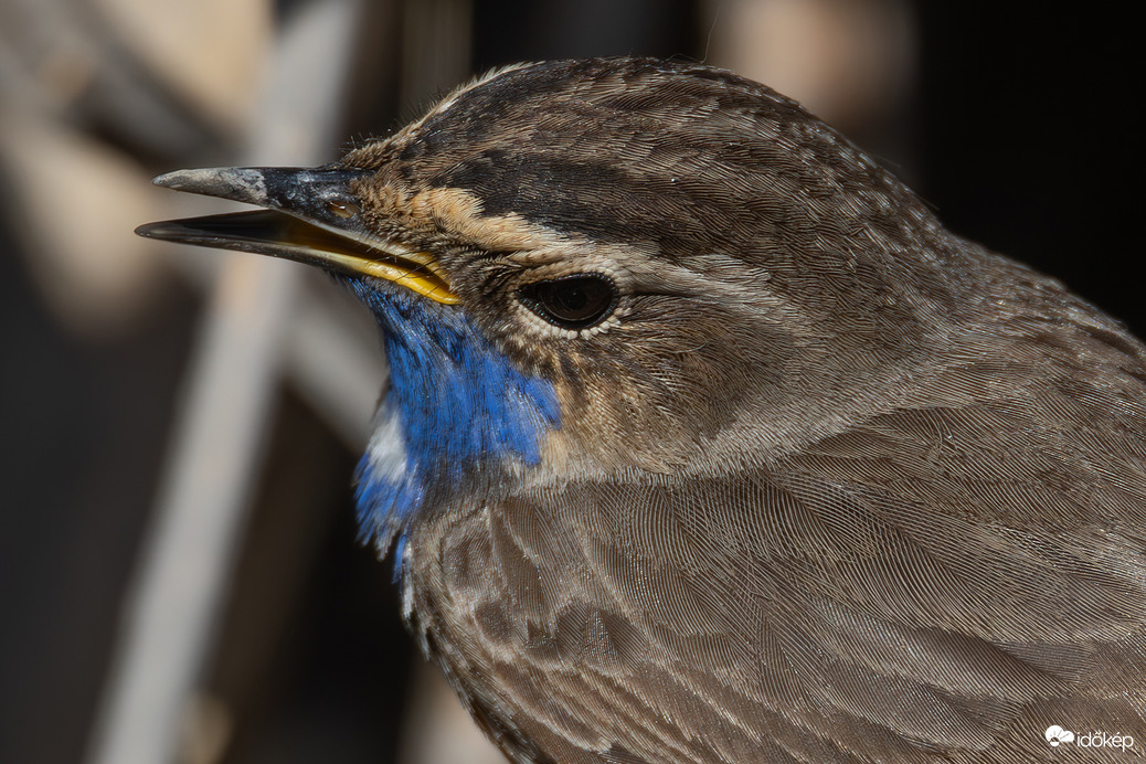 Matyóhímzés a szeme körül...