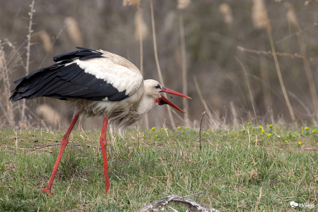 Berepülés kicsit másképp...