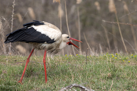 Berepülés kicsit másképp...