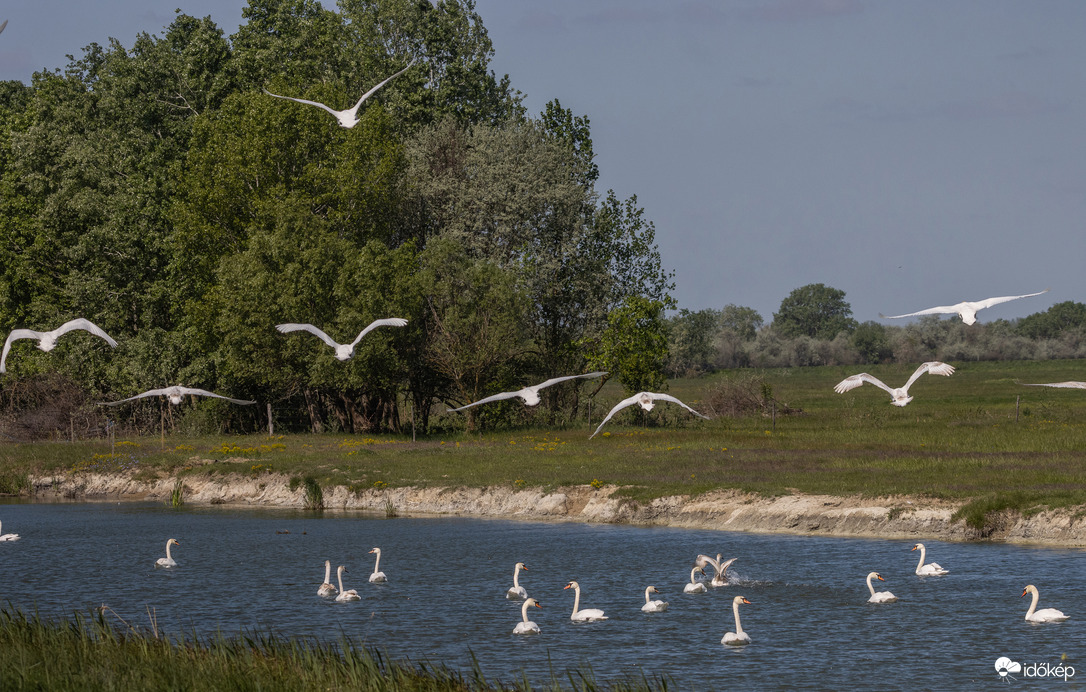 Cygnus Olor Szuper Kupa