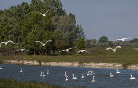 Cygnus Olor Szuper Kupa
