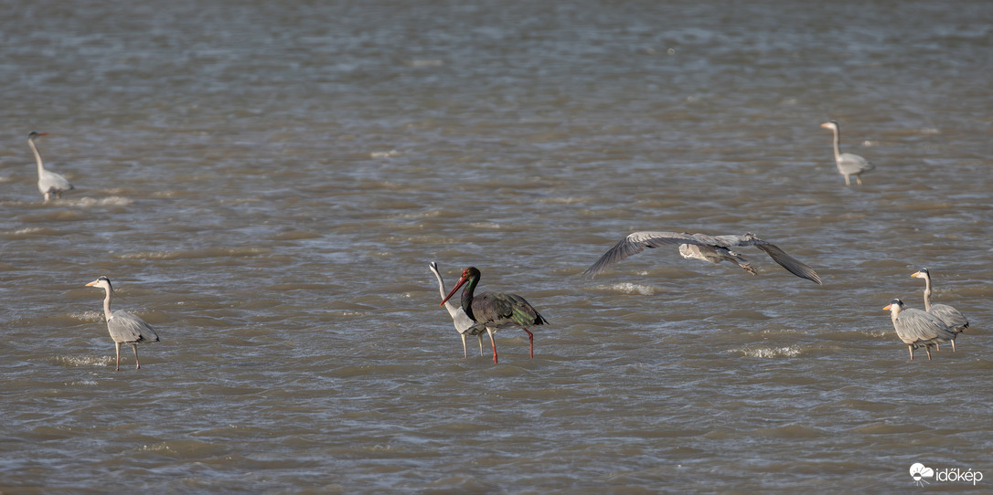 Szénfekete és a hét nyurga...
