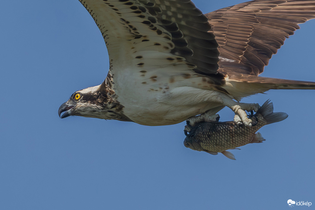Ez már az enyém...