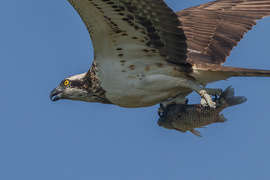 Ez már az enyém...