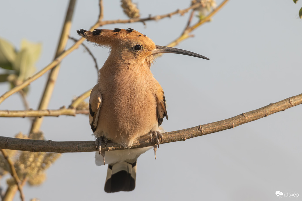 Ülök az ágon, egy szép hoszzú ágon...