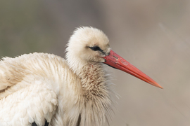 Vizes lettem, szárítom a tollam...