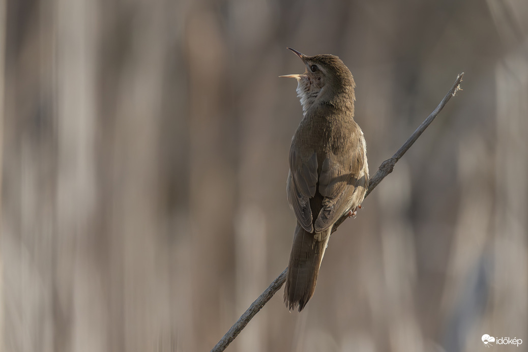 Ő itt Racsni a nádi tücsökmadár