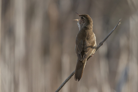Ő itt Racsni a nádi tücsökmadár