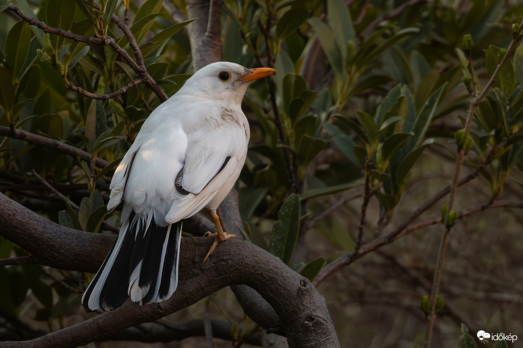 A fekete néha fehér...