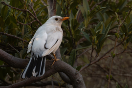 A fekete néha fehér...