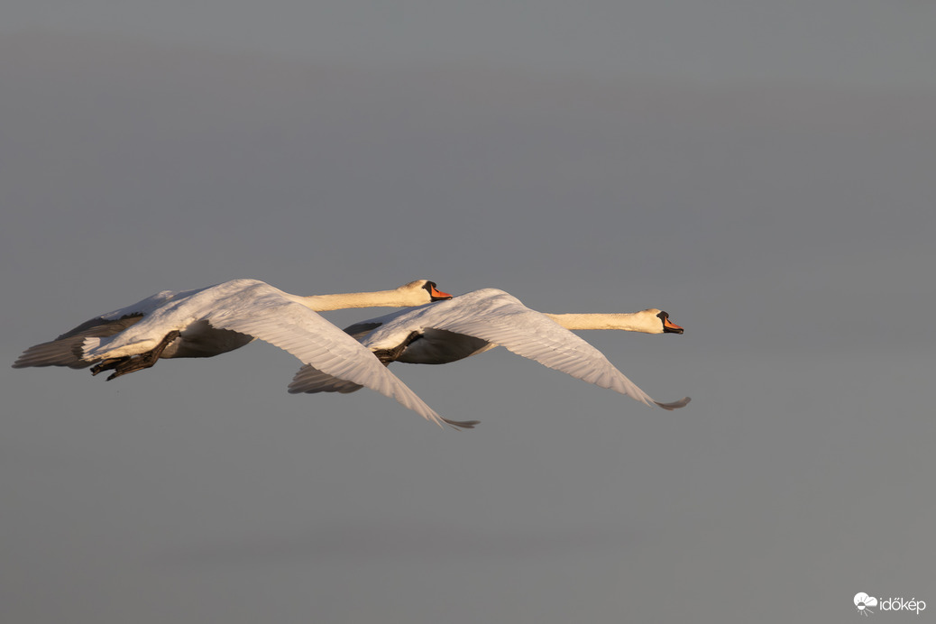 A szinkron repülés idei bajnokai...