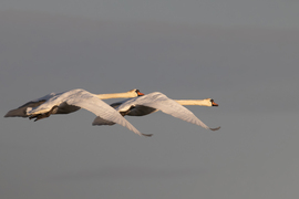 A szinkron repülés idei bajnokai...