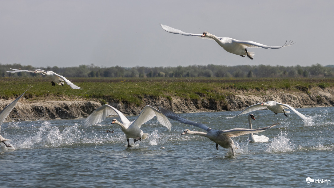 Cygnus Olor Szuper Kupa
