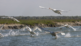 Cygnus Olor Szuper Kupa