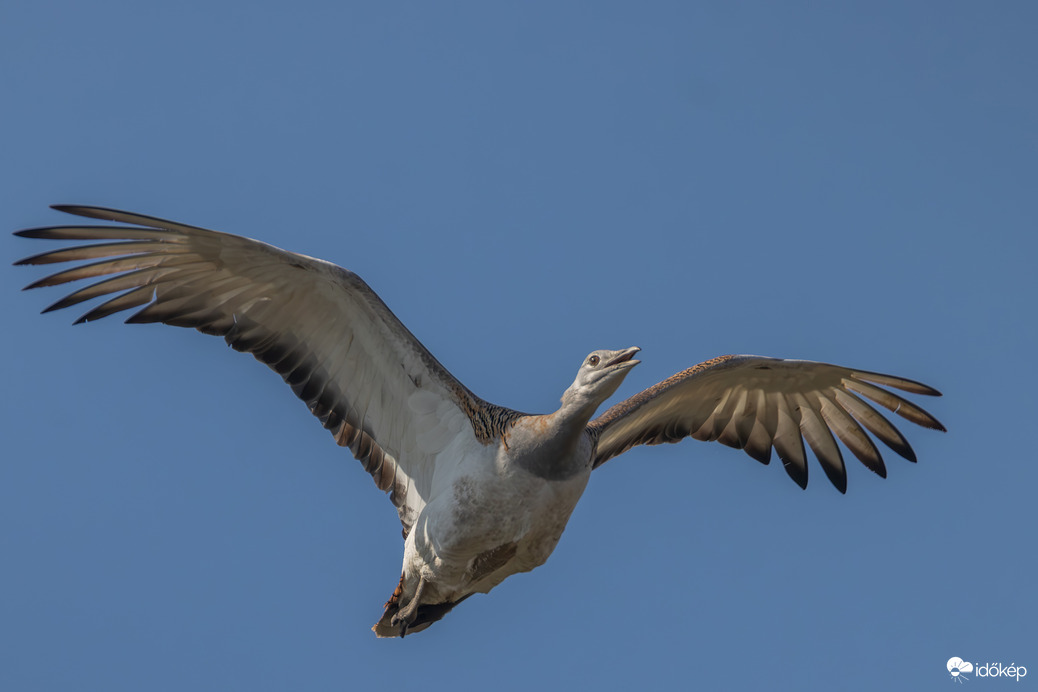Hungarikum a magasben...