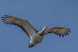 Hungarikum a magasben...