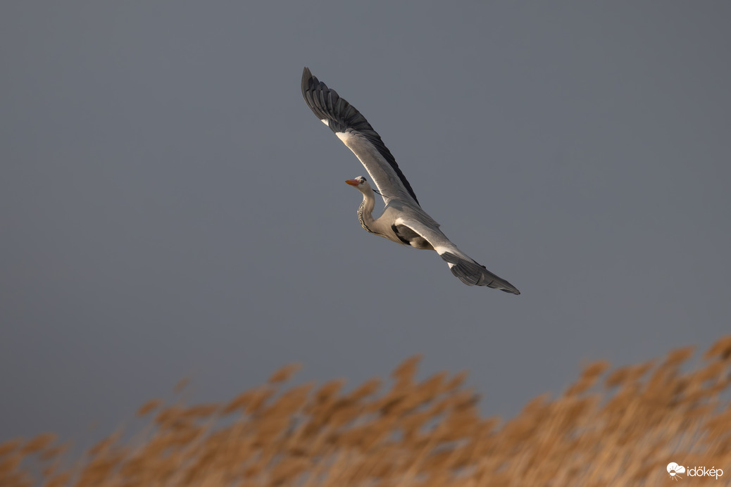 Egy igazi suhanó...