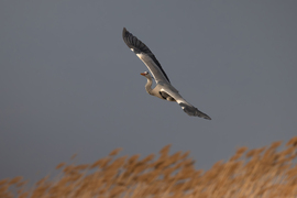 Egy igazi suhanó...