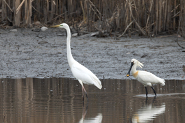 Szuronyos és kanalas
