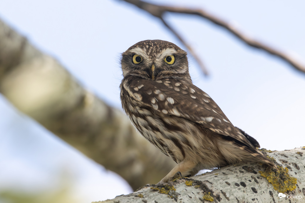 Pont úgy néz mint egy kuvik...
