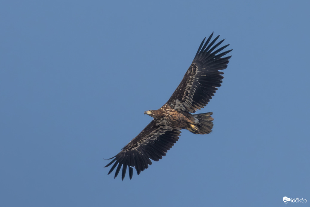 Mi a különbség a sas és a szálloda között?