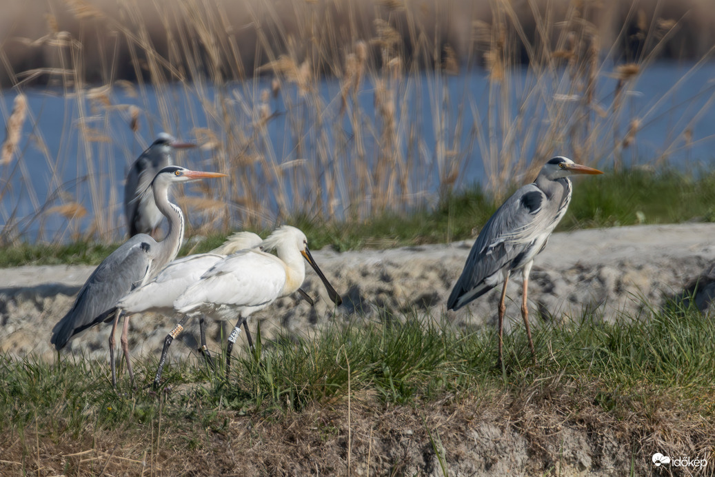 Lépjünk egyszerre tesó!