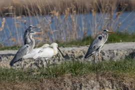 Lépjünk egyszerre tesó!