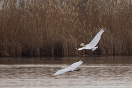 Úgyis lehagylak te kócos...