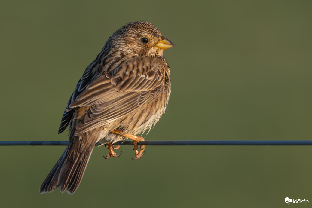 Kora reggeli drótmadár...