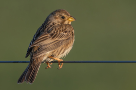 Kora reggeli drótmadár...