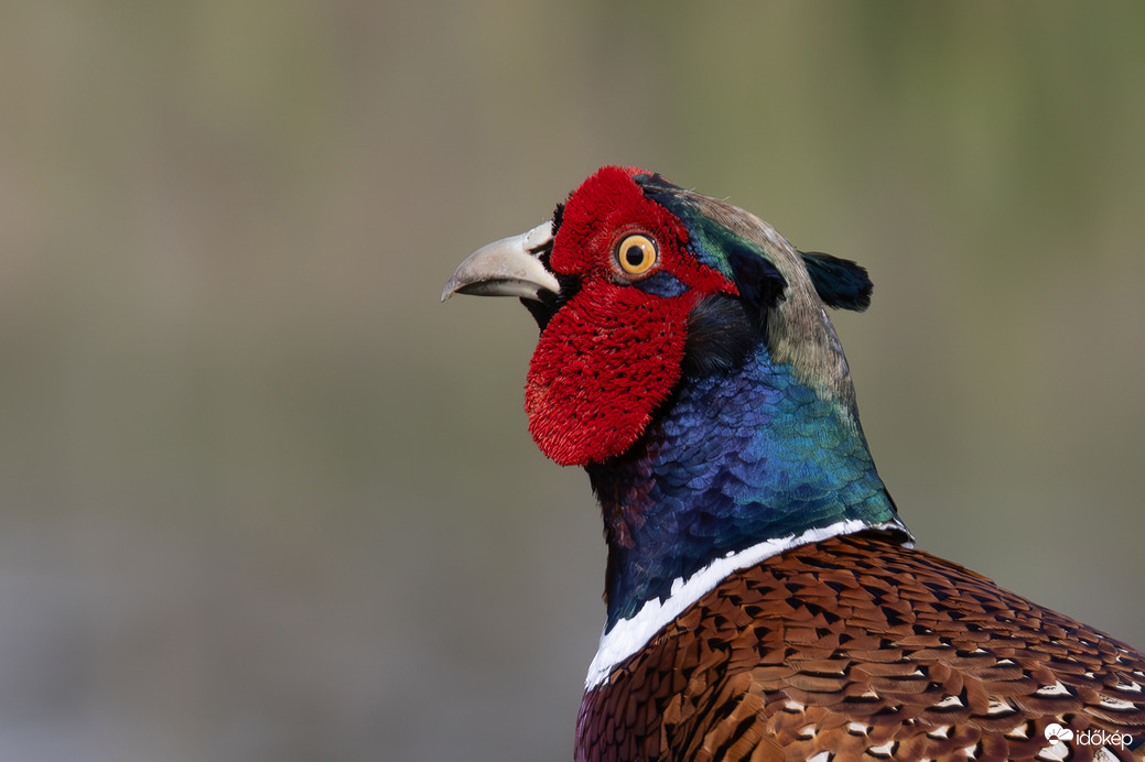 Úgy meglepődött, hogy a füle is belepirult...