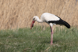 Minden nap jön enni...