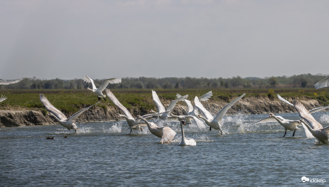 Cygnus Olor Szuper Kupa