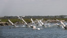 Cygnus Olor Szuper Kupa