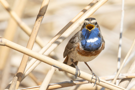 Felhangzott a dal...