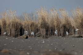 Birodalmi lépegetők a bázison...