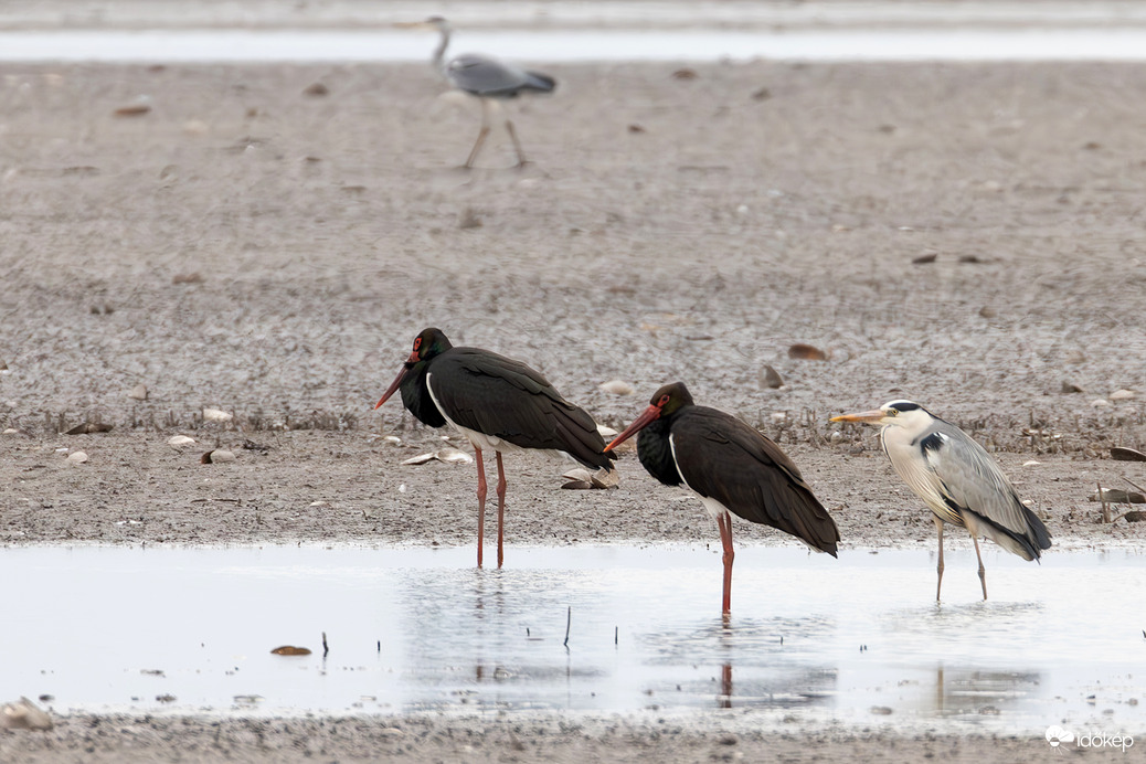 Behúzott nyakú brigád...