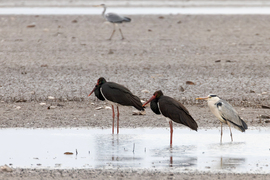 Behúzott nyakú brigád...