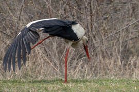 Gólya jóga - Mérleg póz