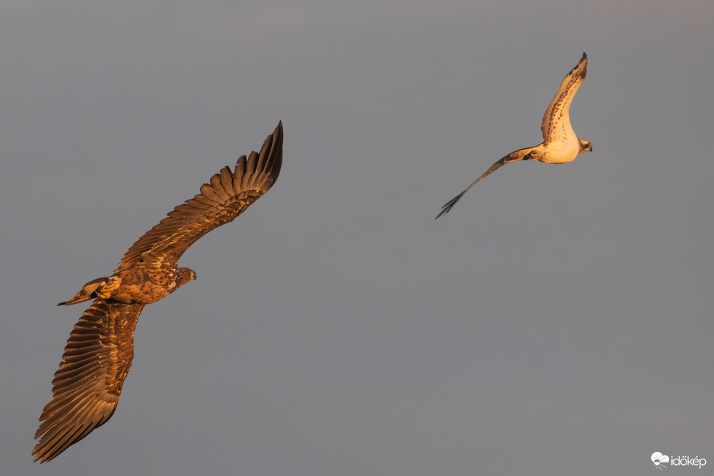 Úgyis elkaplak, te orvhalász!