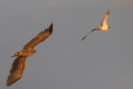 Úgyis elkaplak, te orvhalász!